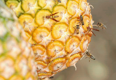 Abejas y piñas
