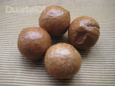macadamia1