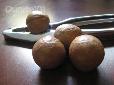 macadamia2