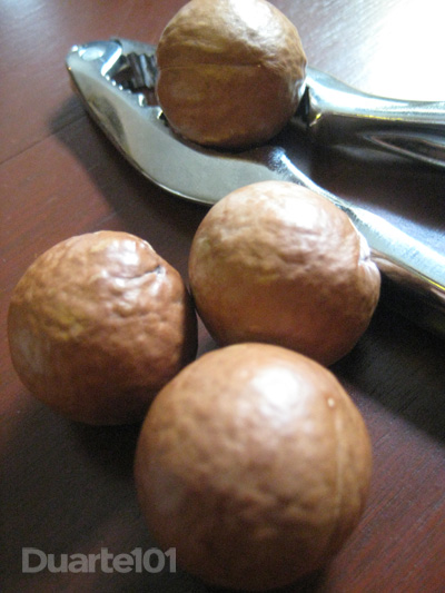 macadamia3
