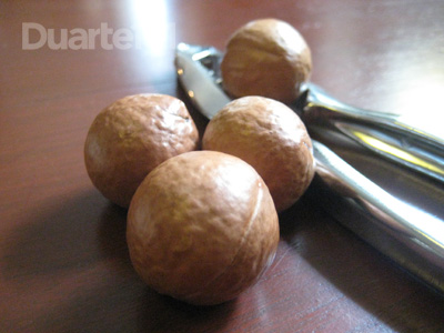 macadamia4