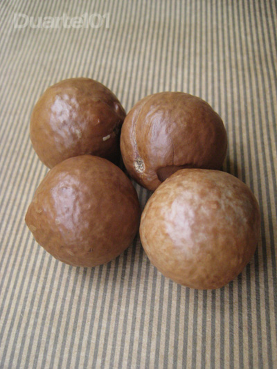 macadamia6