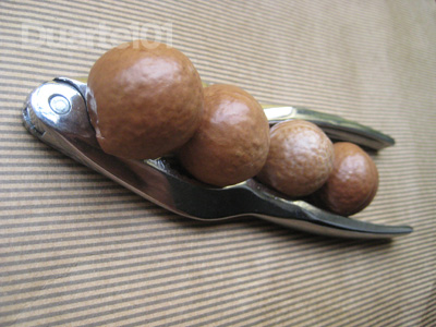 macadamia7