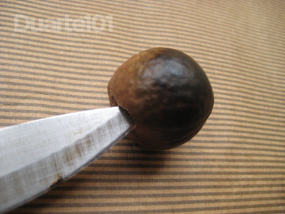 macadamia8