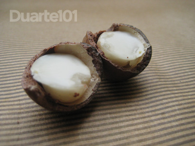 macadamia9