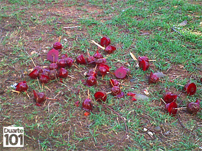 dulces2